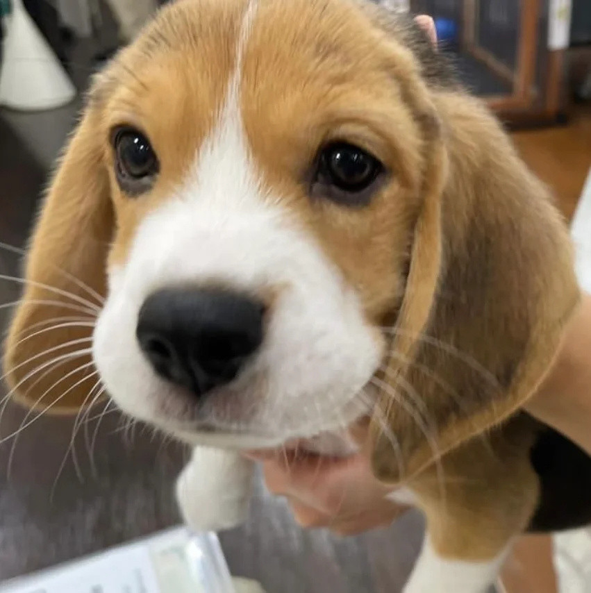 还在赏味期的比格犬