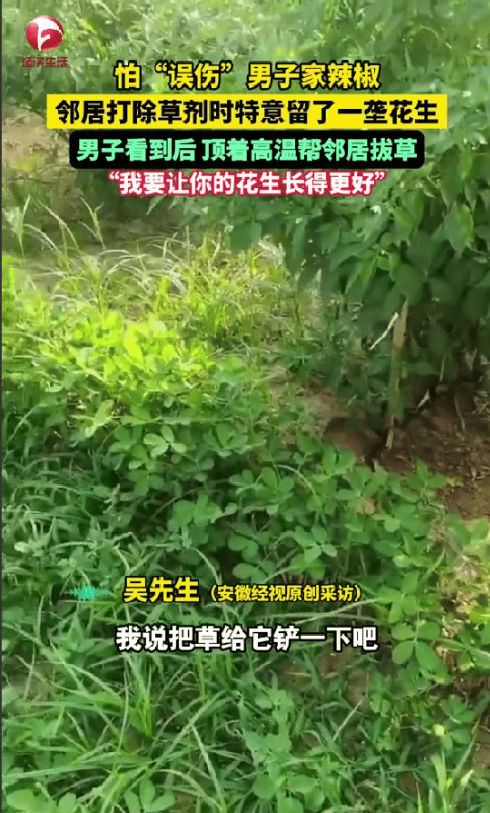 中国好邻居！河南鹤壁一男子去地里面看辣椒长势，发现邻居给花生地喷洒除草剂，唯独留