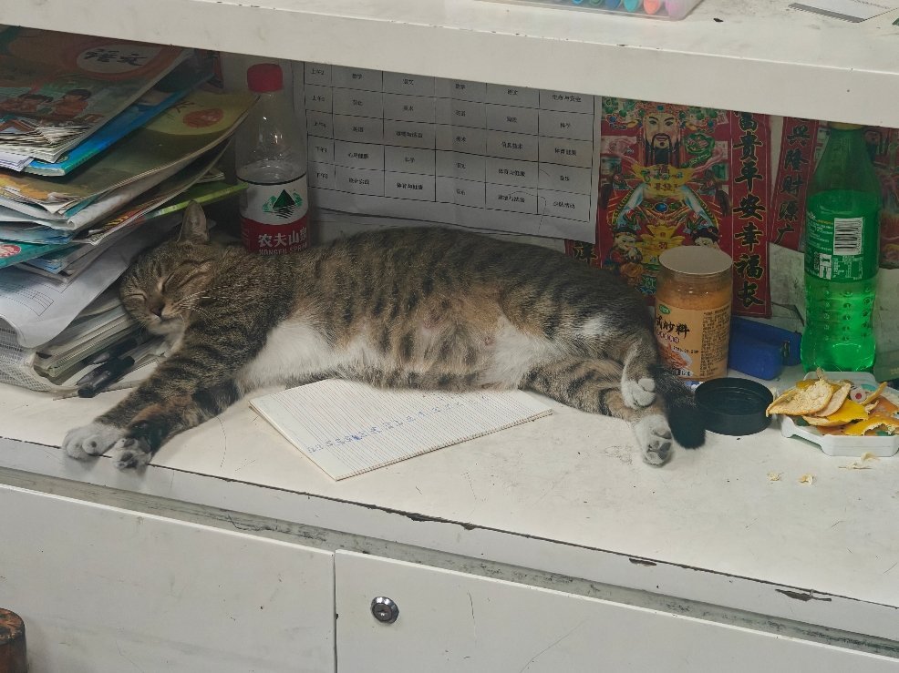 像是逃了课的小猫咪​​​