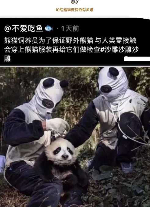 论给熊猫做检查有多难