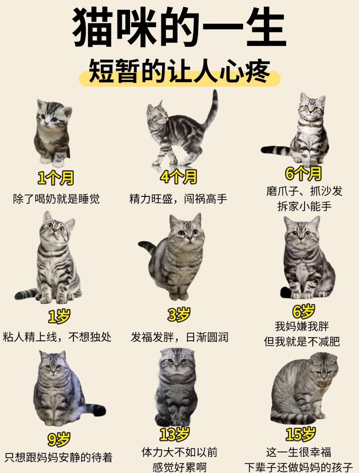 咪咪的一生是这样的！​​​