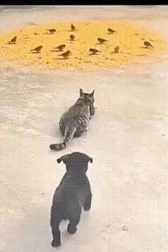 它在等，它也在等，结果是它很生气，它很开心。猫咪匍匐在地，静静地观察着吃着谷物