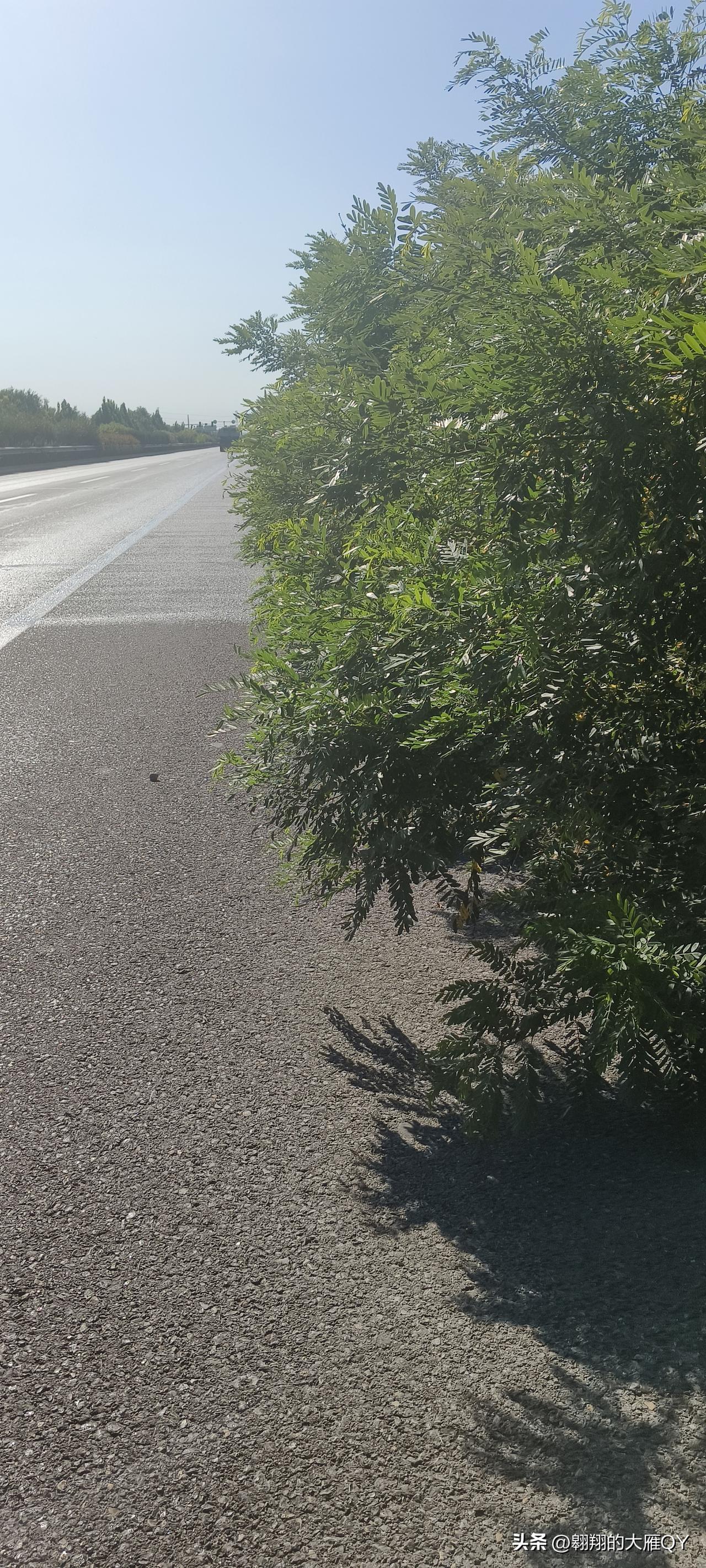 昨天路过旅游大道，经过西寺庄路段时，看到路两边的紫树槐绿植都把非机动车道盖住一米