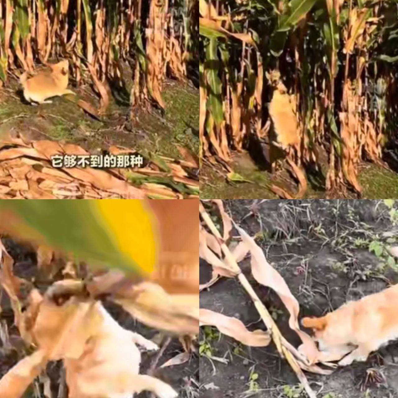 这狗成精了！黑龙江一女子和家人去地里掰玉米，家里的狗狗也跟着去了。还没等主人动手