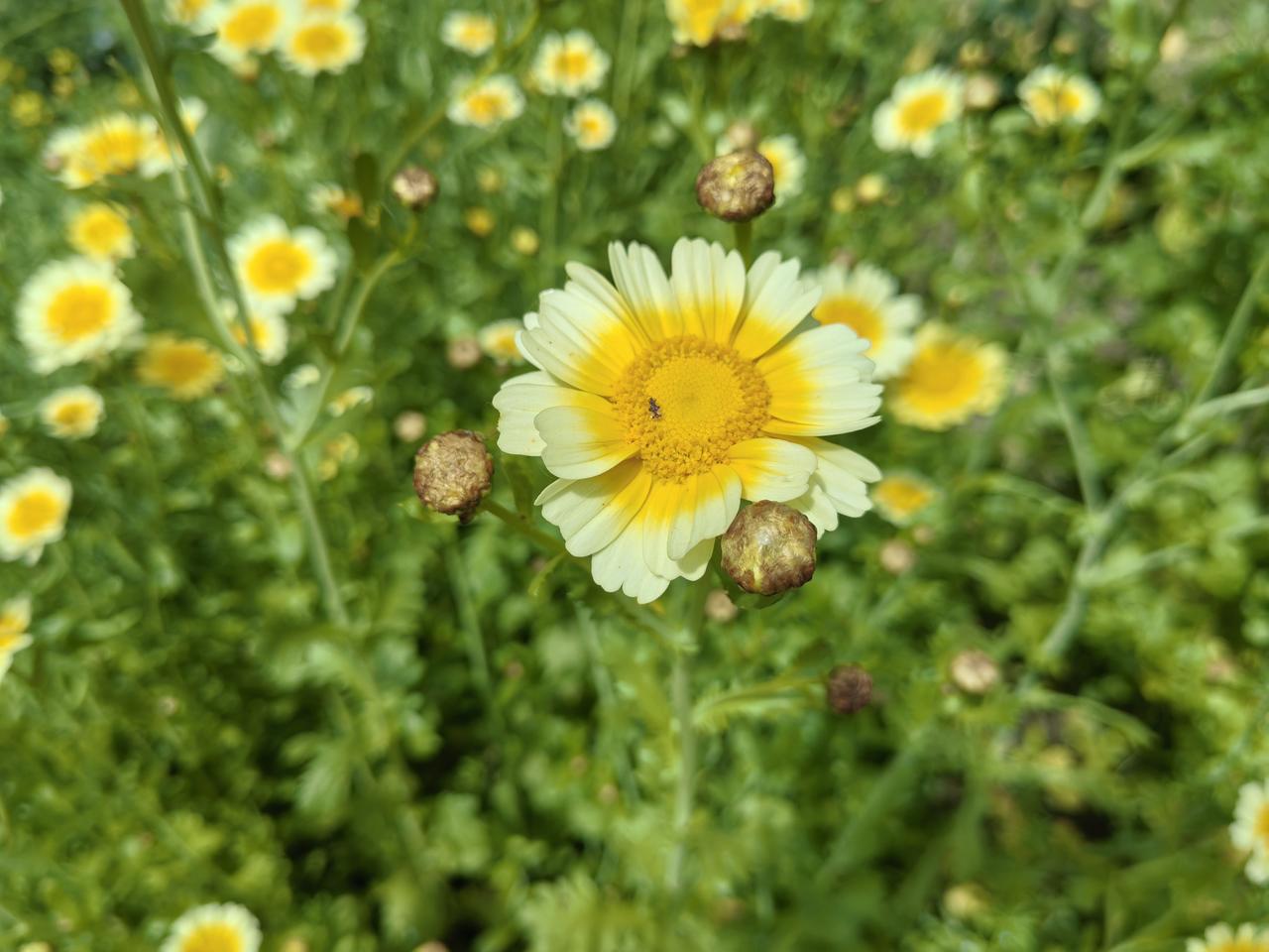 你们不觉得张兰活成了一个笑话吗？年轻时嫁了个“白相人”，生了个囊囊宝汪小菲，活生