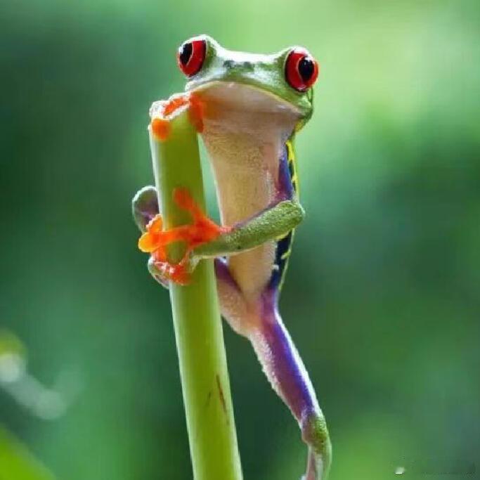 呆萌动物动物奇趣🐸红眼树蛙｜雨林里的“色彩魔术师”，还是天然“防狼喷雾”？在