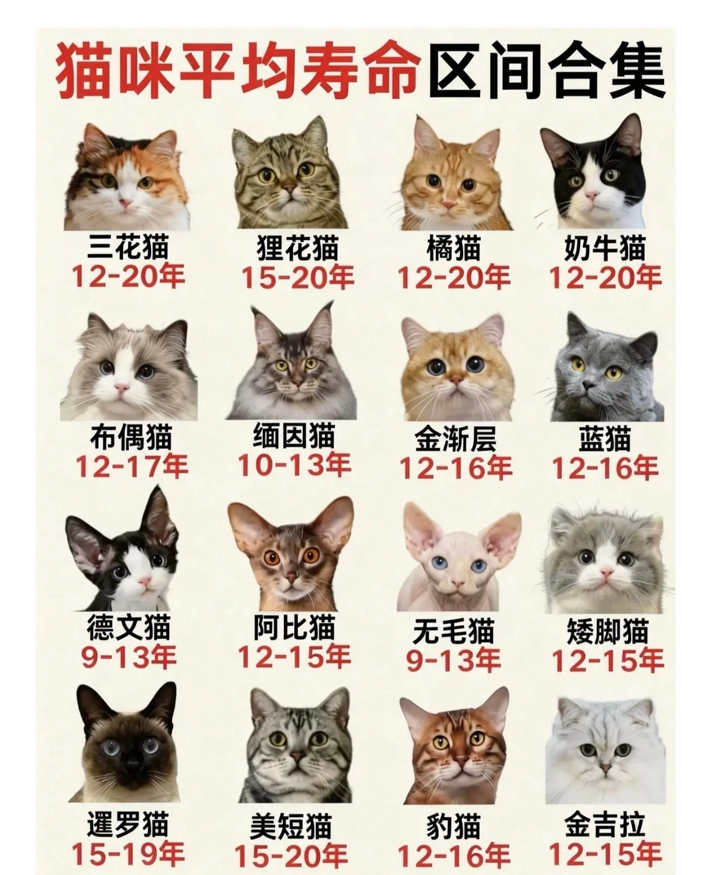 养猫人要知道的事。我家的猫是个掉毛狂。