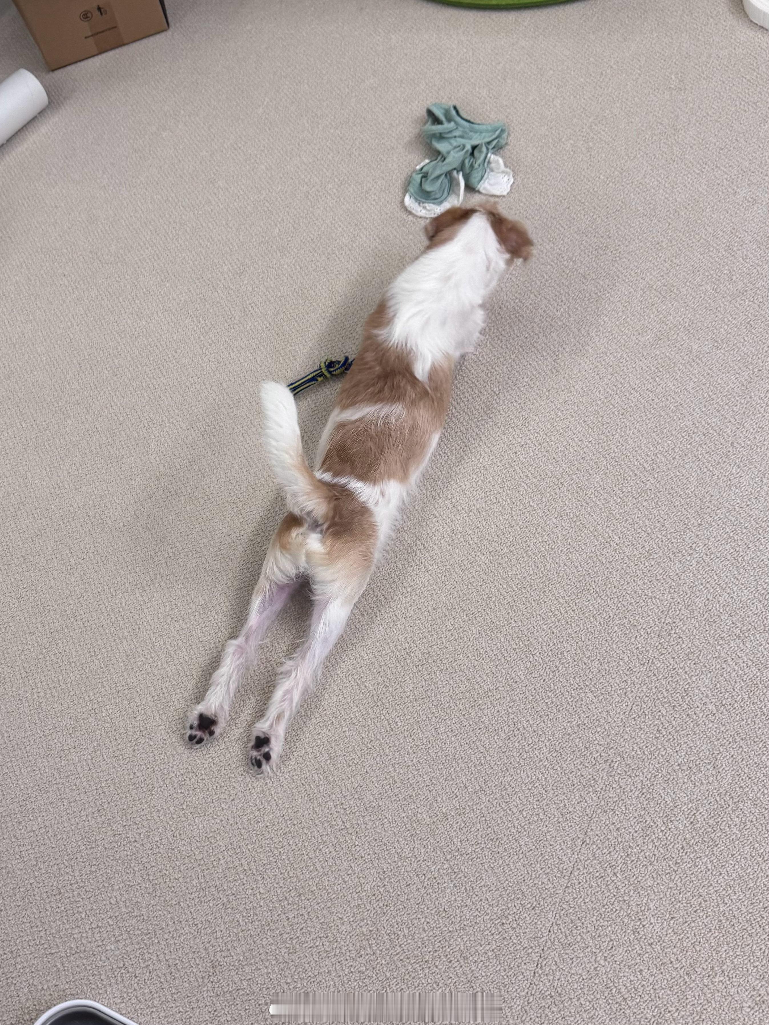狗拉伸​​​