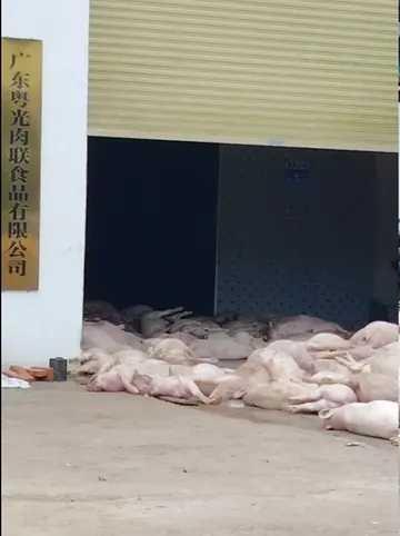 广东某肉联食品有限公司门口,大量死猪露天堆放,一直延伸至企业内部,一辆小型运输车