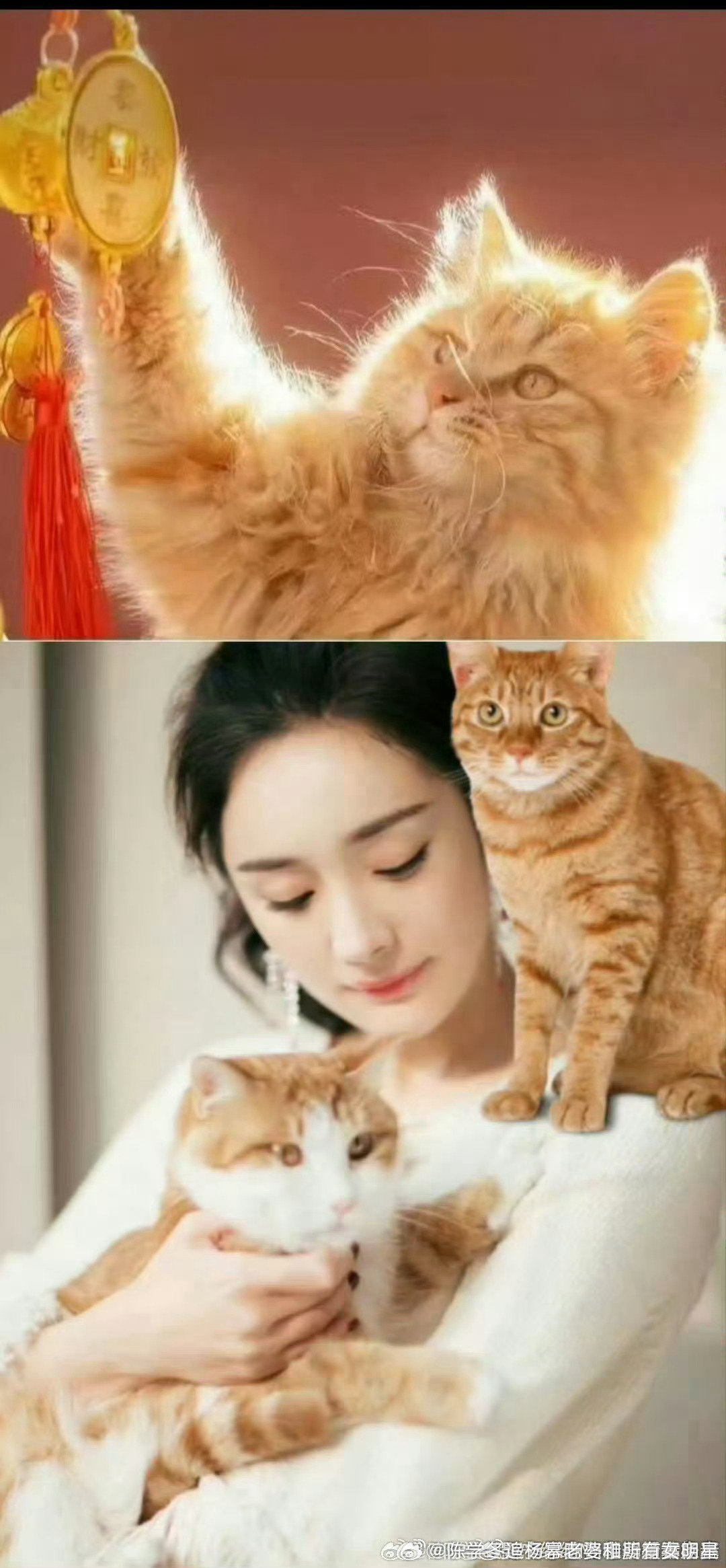 我唯一爱的眠眠_有家妻mi、mini太太张予曦，板栗-杨幂老婆，你和我的超话所有账号和文字都是为你设
