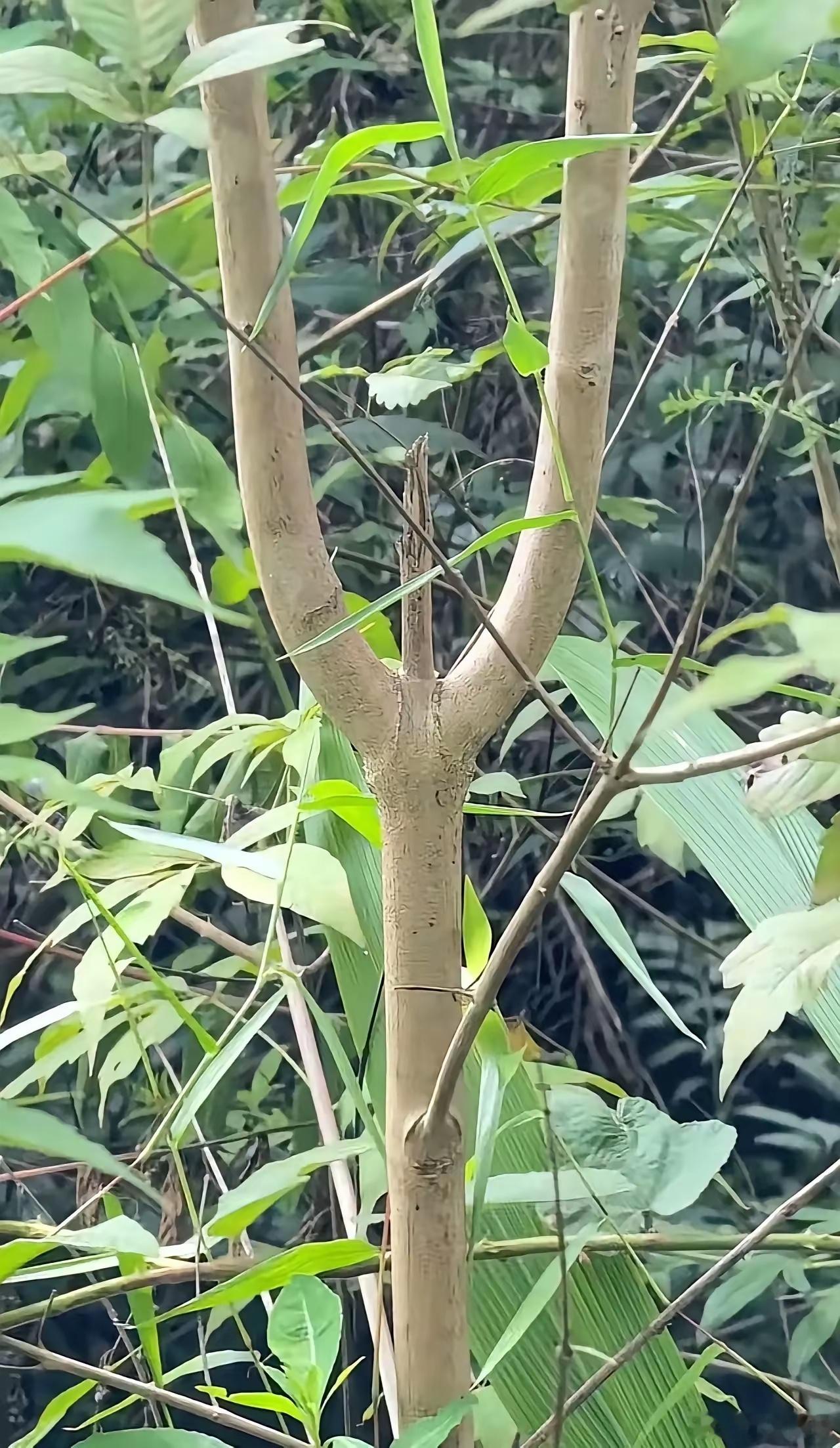 为啥看着眼熟？[捂眼睛]​​​