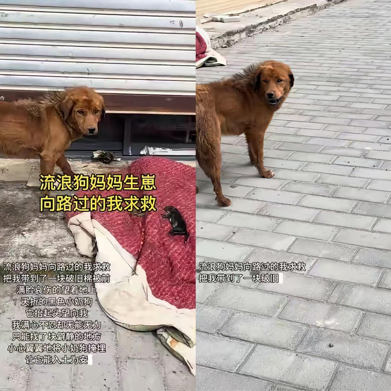 谁看了不心疼啊！早上出门买早饭的小姐姐，居然被一只流浪狗妈妈“拦