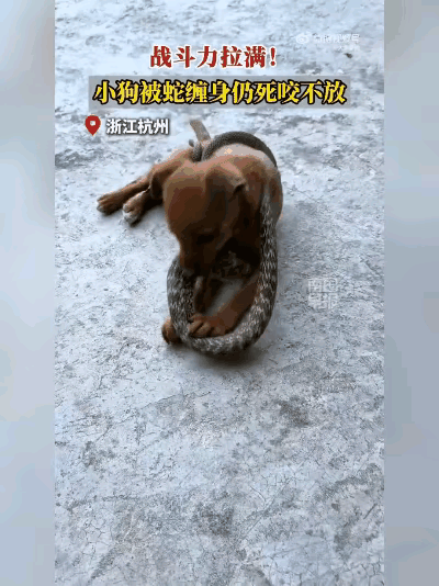 小狗和蛇打起来了，小狗咬住了蛇的脑袋，蛇缠住了小狗的身体，就这样两个就僵持在了一