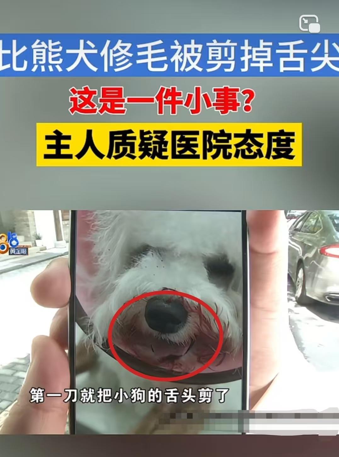 浙江嘉兴，女子带比熊犬去修毛，结果美容师一刀把小狗的舌尖剪掉了，女子发现小狗毛上