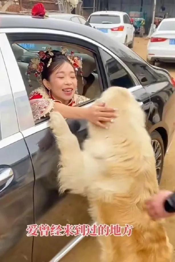 新娘出嫁，家里喂的狗狗依依不舍，那场面太感人了。这只金毛发现女主人出嫁了，它依