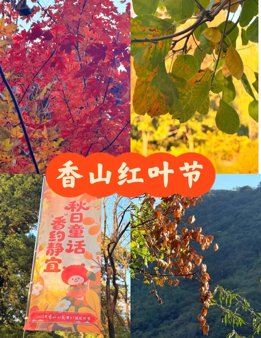 【北京香山全攻略】附3条宝藏路线+最佳机位最佳观赏时间🕰️10月中旬-1