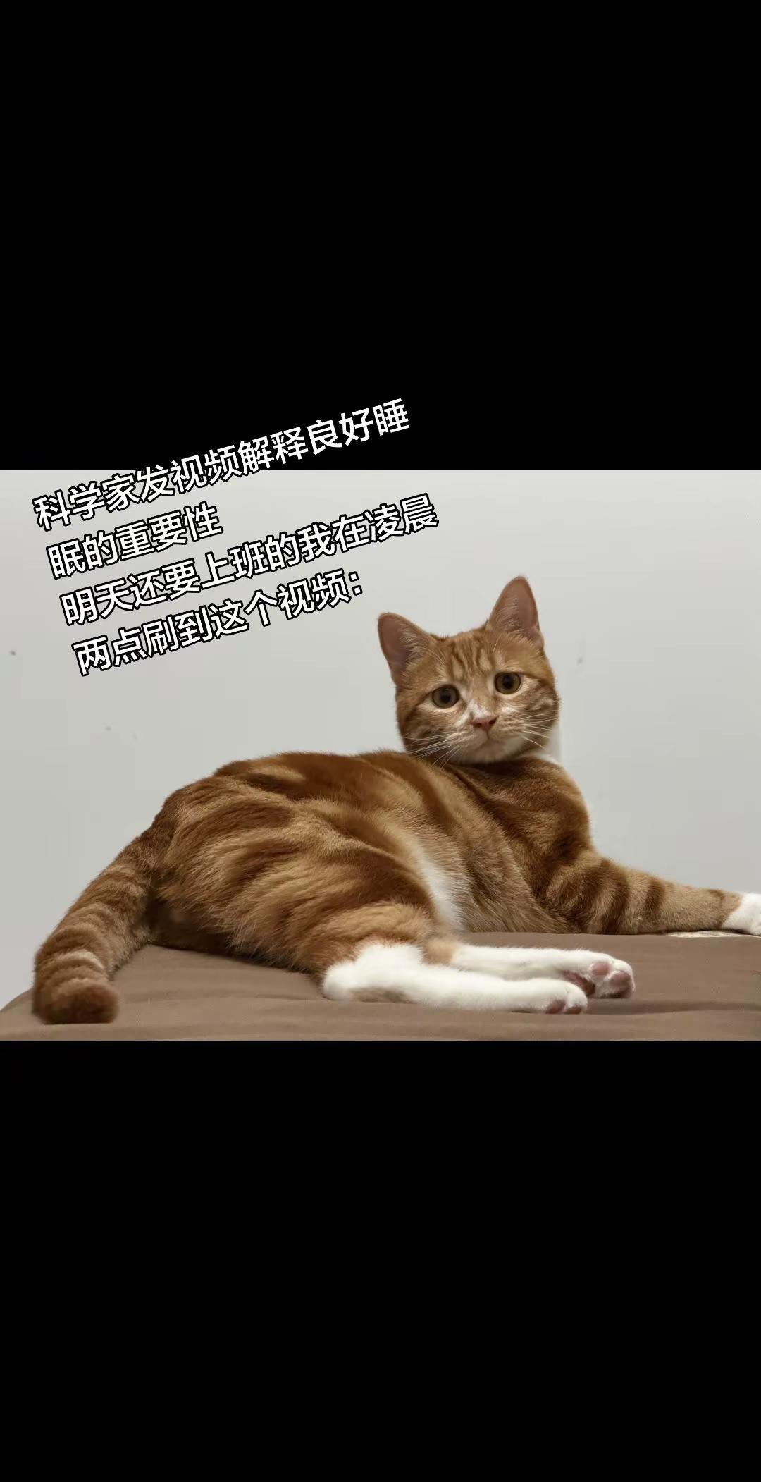 猫猫梗图18。大家可不能熬夜，不然就只能明天上班上学的时候睡了😈大橘为重熬夜