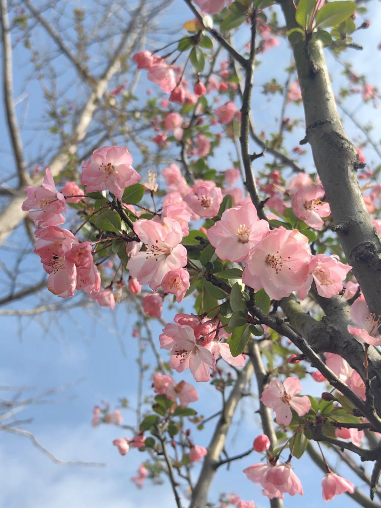 老舍先生在《养花》里写到:只要花开，我就高兴花开好了，幸福感便不会枯