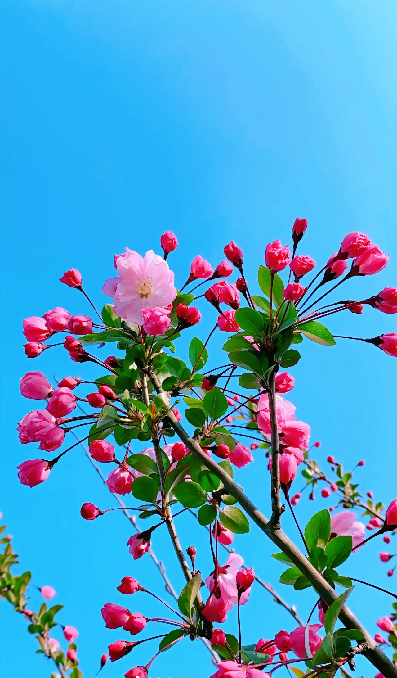 院里栽6树，门前种双枣、穷神不打扰；桂花门前栽、贵人自然来；一棵柿树富百年，