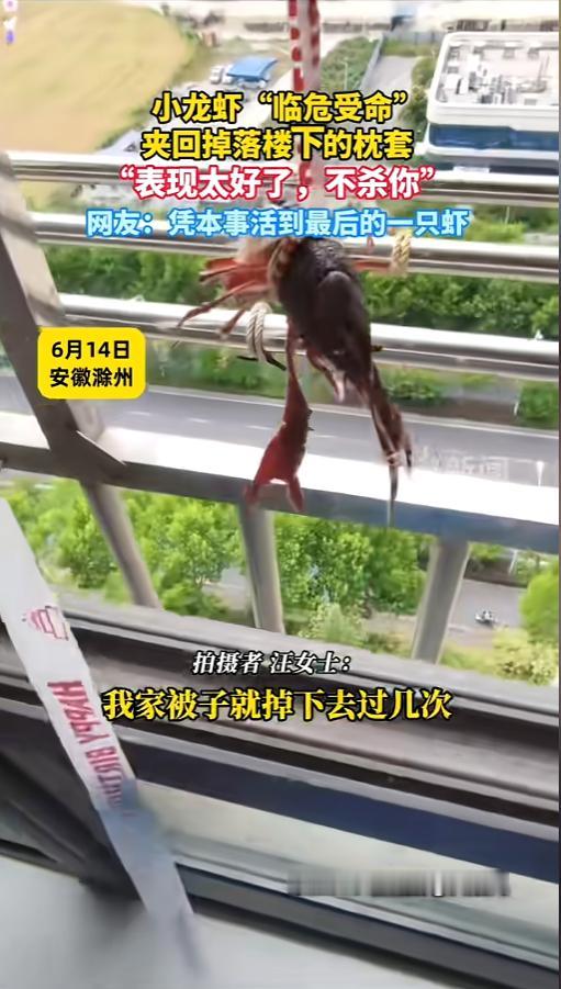 “凭实力续命！”6月14日，安徽滁州，一女子晒衣服被子时，枕套又掉到了楼下，她实