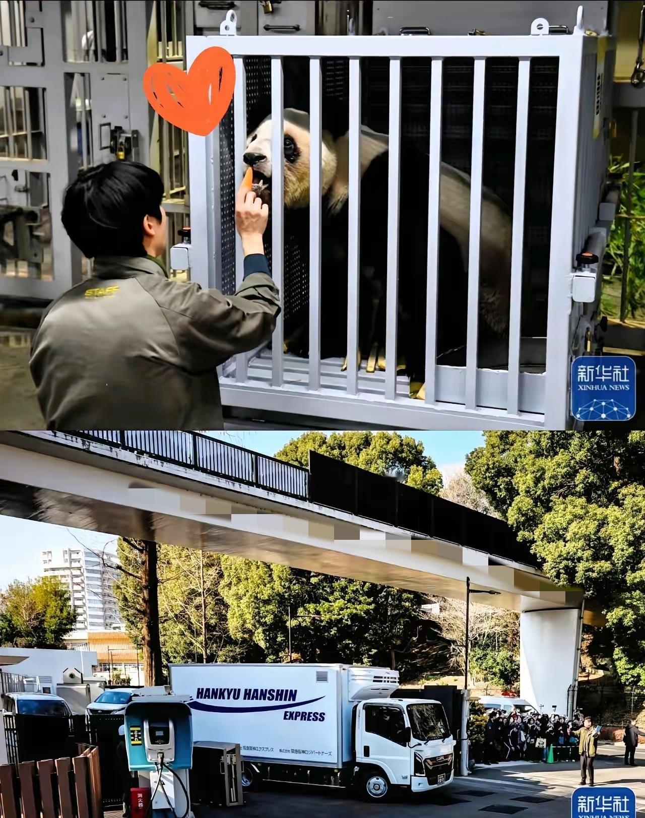 这俩小家伙算是把“双标”玩明白了！​1月28号，晓晓和蕾蕾平安落地成都，那场面