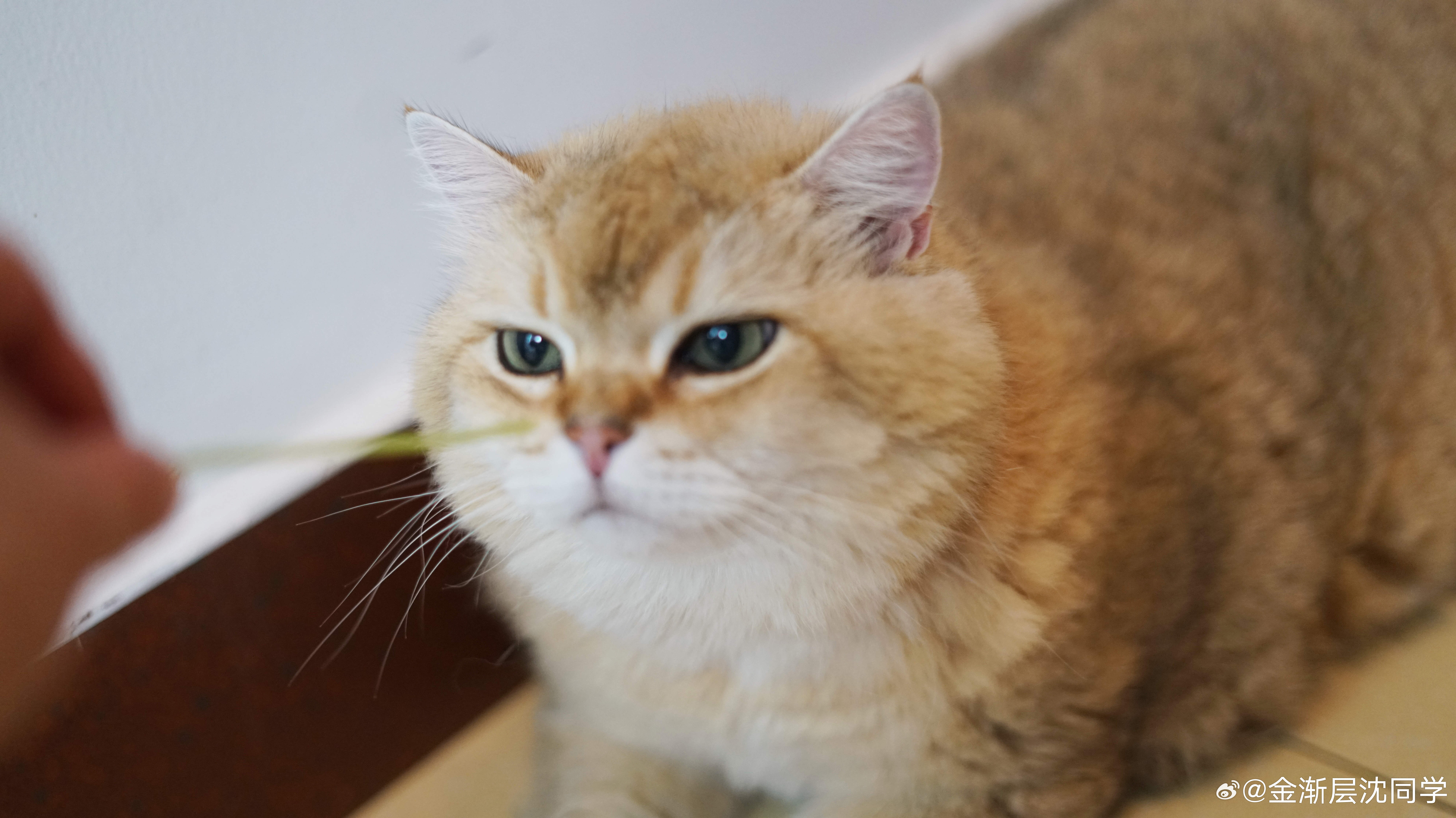 它不喜欢香菜萌宠猫咪