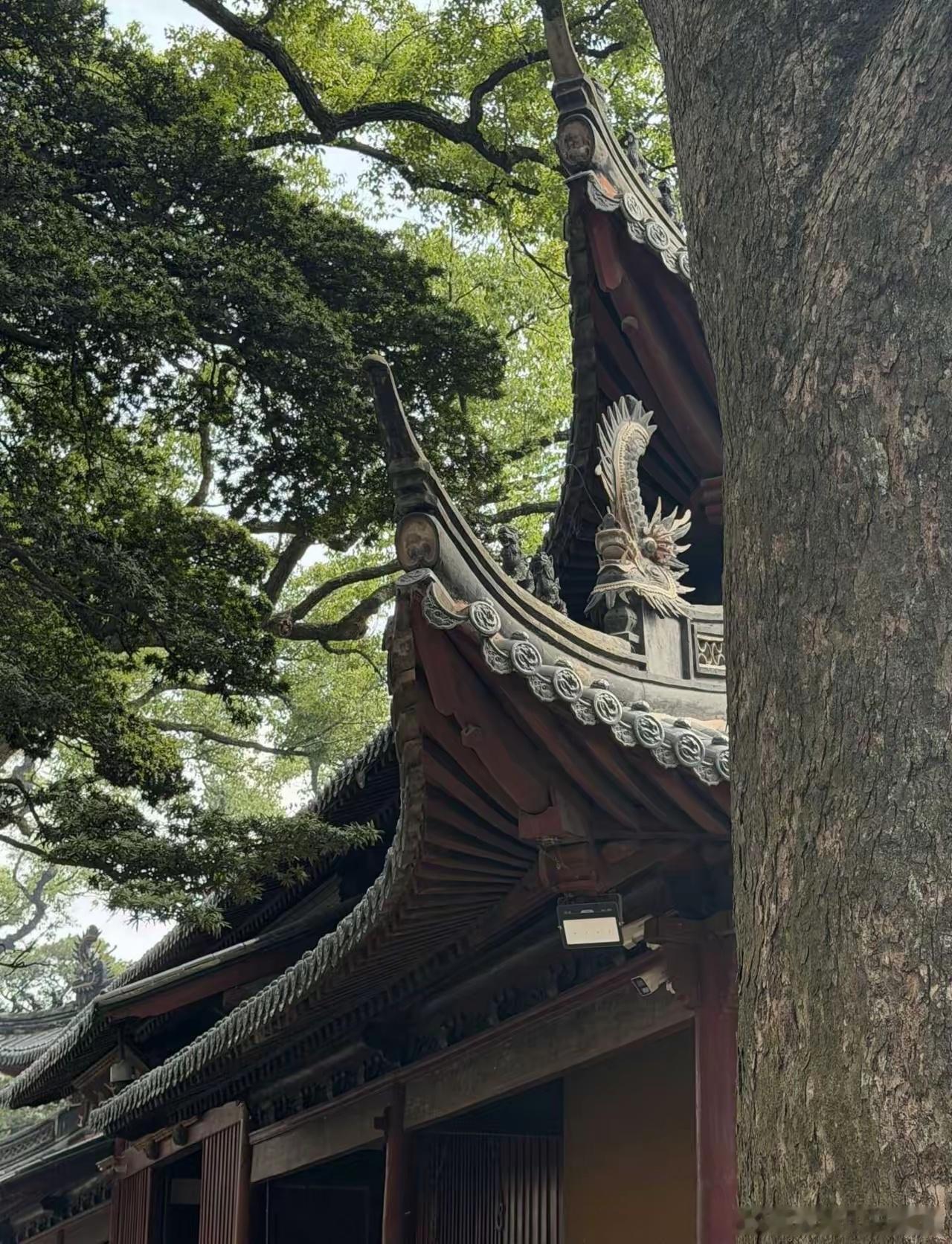 日面佛,月面佛早晨的观音大佛。南无大慈大悲观世音菩萨！普陀山​​​