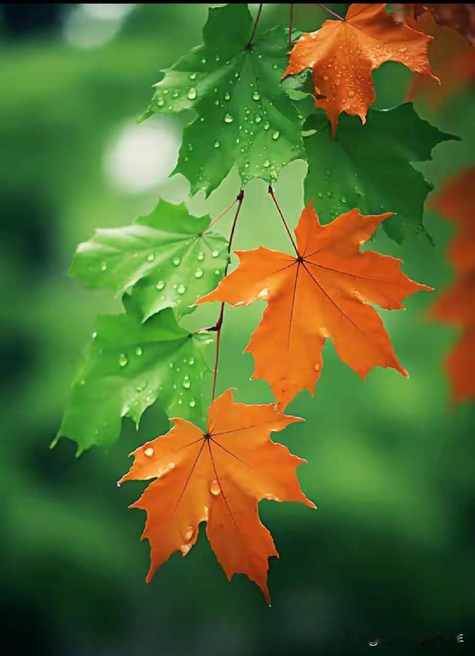 时光苍老了容颜，山河秀出了美图。