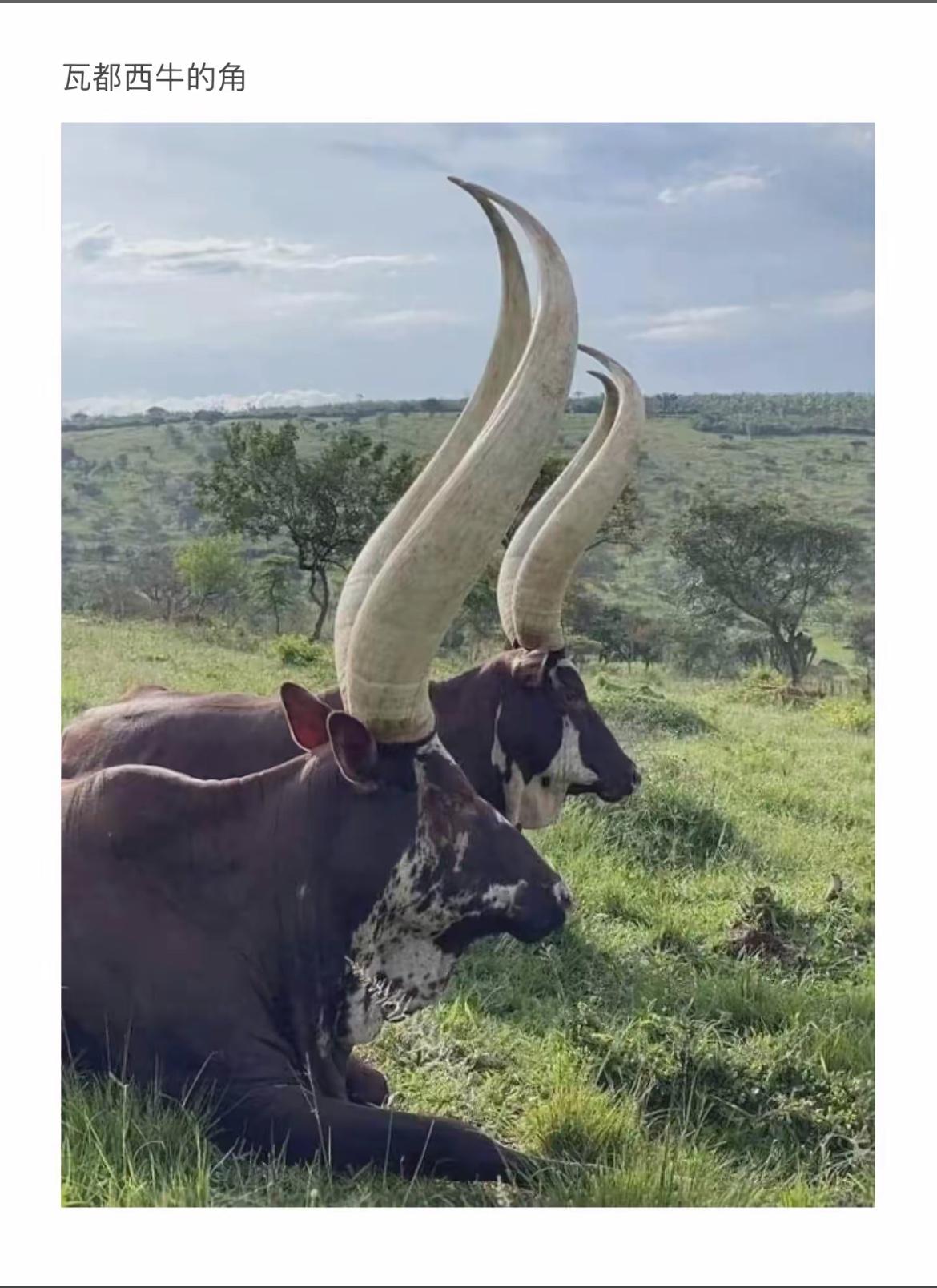 “大自然的奇观：瓦都西牛的超长角”🌿🐄