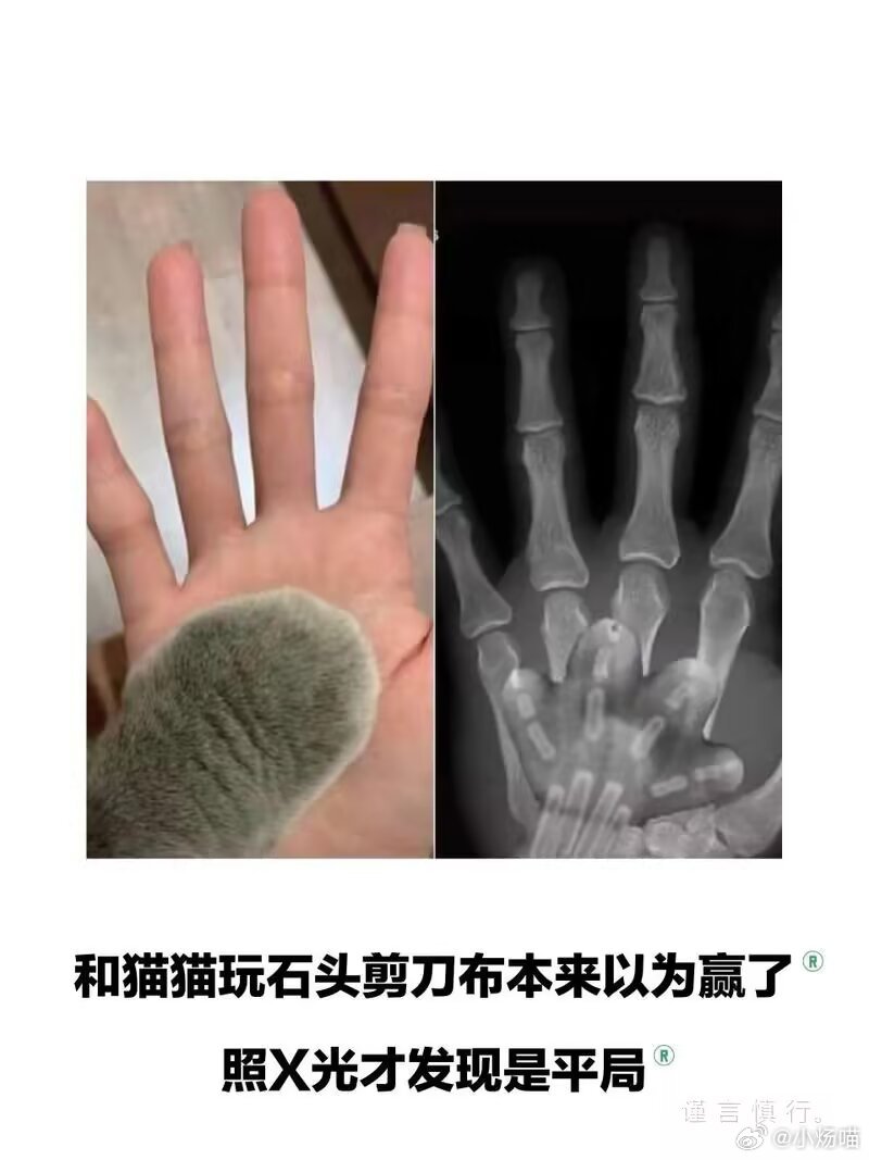 我：你只能出石头哈哈猫：请看VCR