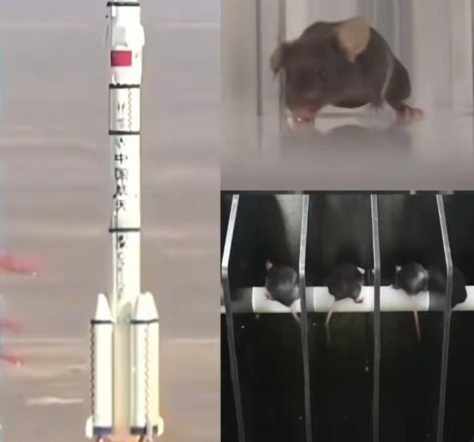 神舟二十一号携4只“小鼠航天员”出征:60天魔鬼训练闯4关神舟二十一号任务