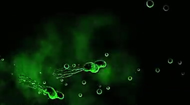 【幽门螺杆菌可诱发多种癌】作为唯一能在胃中顽强生存的微生物，幽门螺杆菌常被看作是