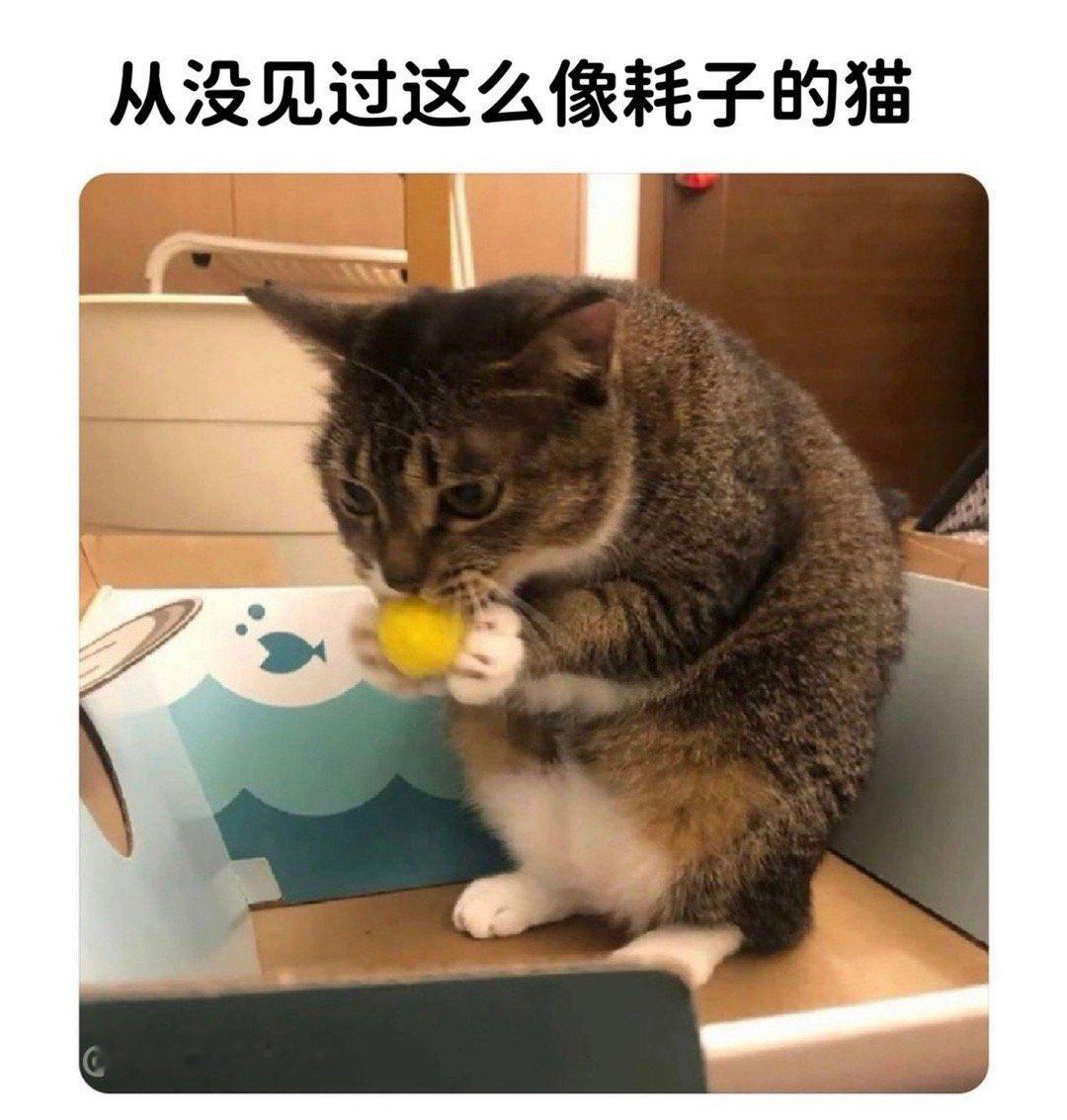 “从没见过这么像耗子的猫”
