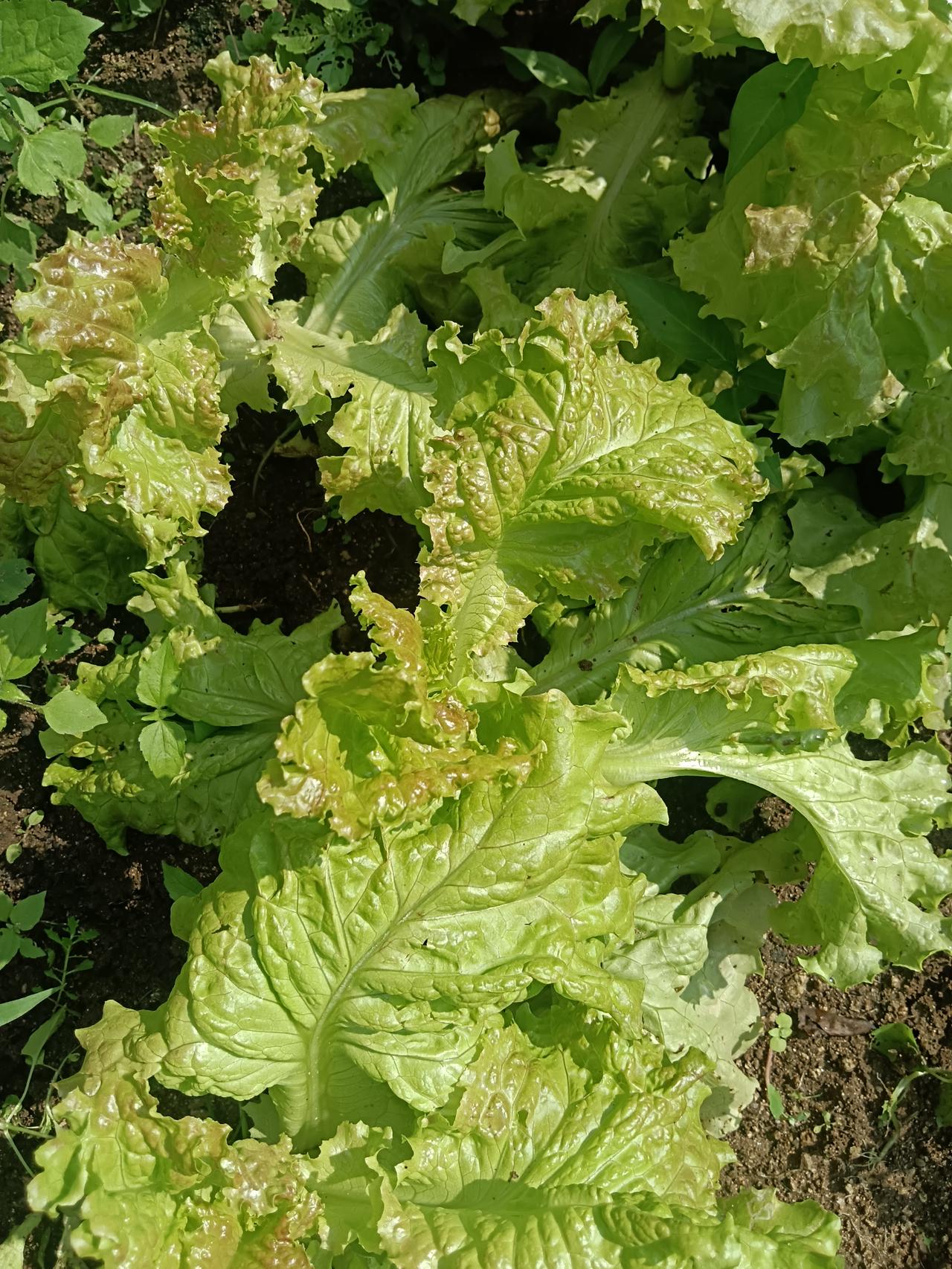 住在农村，如果还用买菜吃都让人笑话。就我这些菜，都是城里买不到的，因为它是绿色食