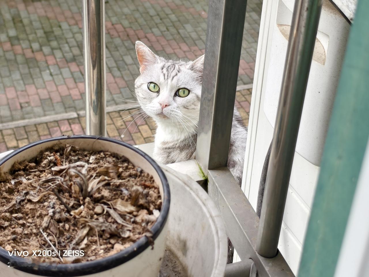 晒晒你拍的宠物猫的照片邻居的猫跑到我窗外。