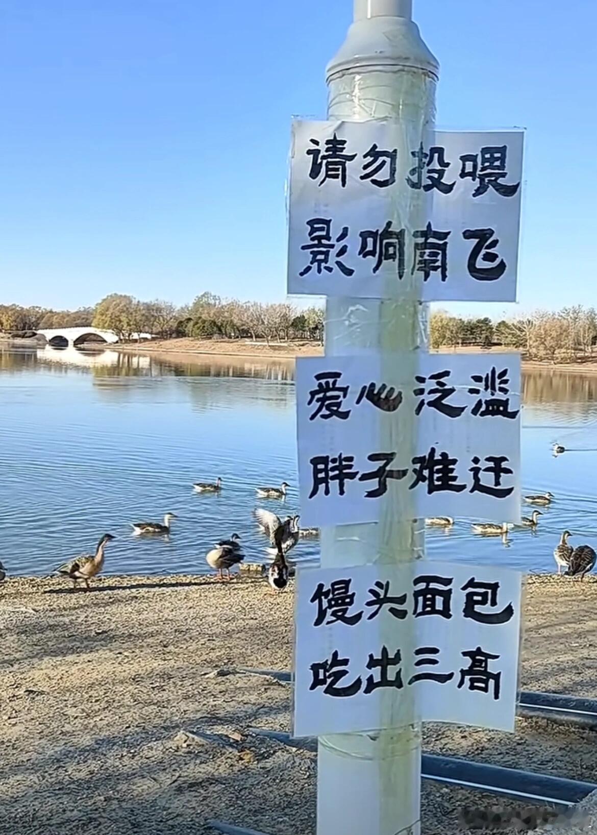 哈哈哈，这些鸟真是太能吃了