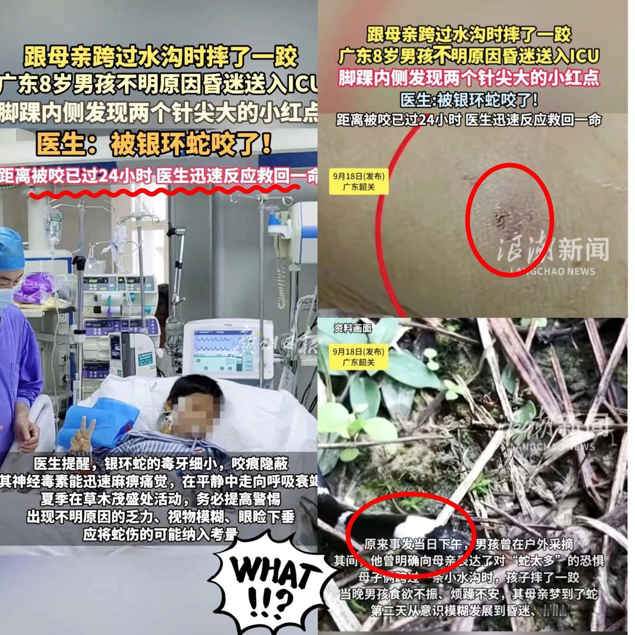 男孩昏迷不醒直到妈妈的一句话才找到了原因！9月18日广东韶关8岁男孩跟妈妈摘