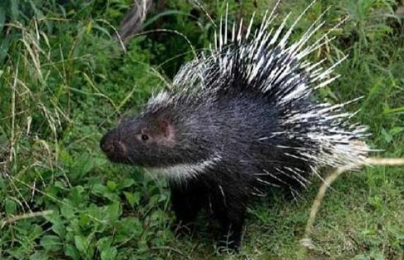 四川内江余先生养豪猪拔刺这事太牛了！他养豪猪都17年了，高峰期有7000多只。每