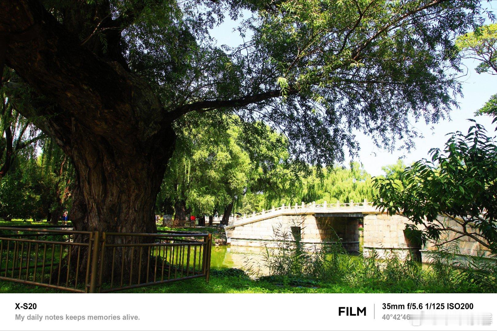 【盛夏】🌿踏入颐和园西堤，仿若步入如梦似幻之境。柳树垂下丝丝绿绦，于微风中轻舞