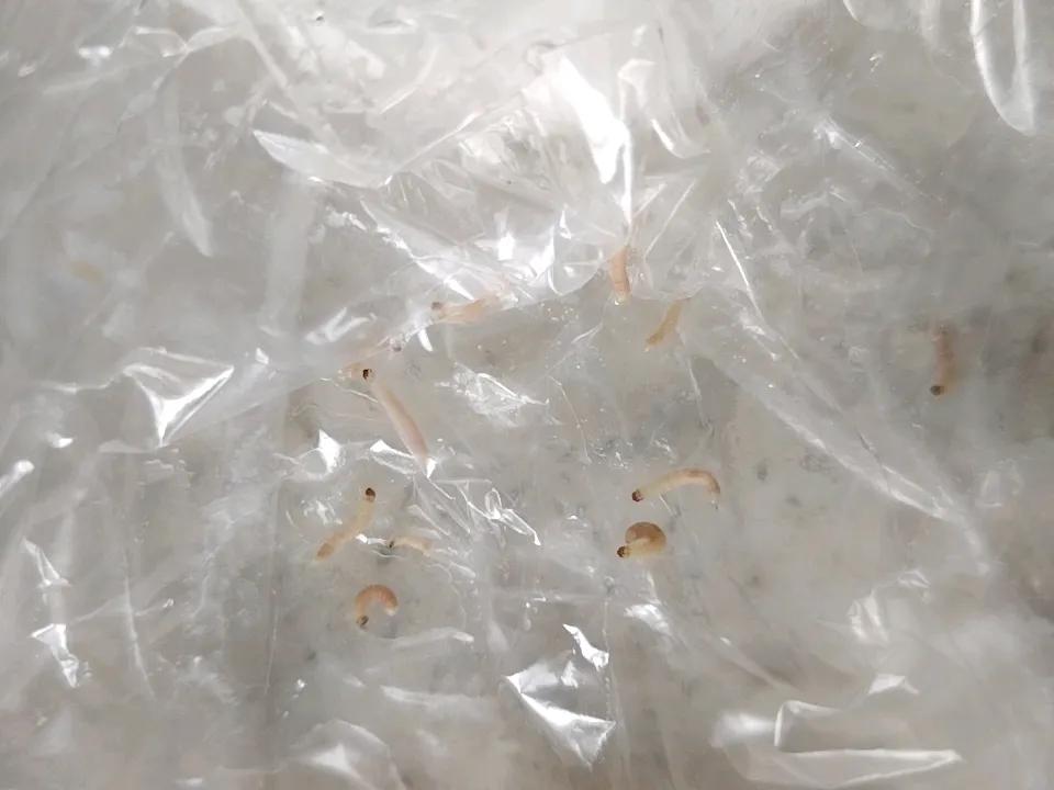 有知道这都是啥的吗？保管你猜不出来，我感觉自己密集恐惧症都要犯了[惊恐][惊恐]