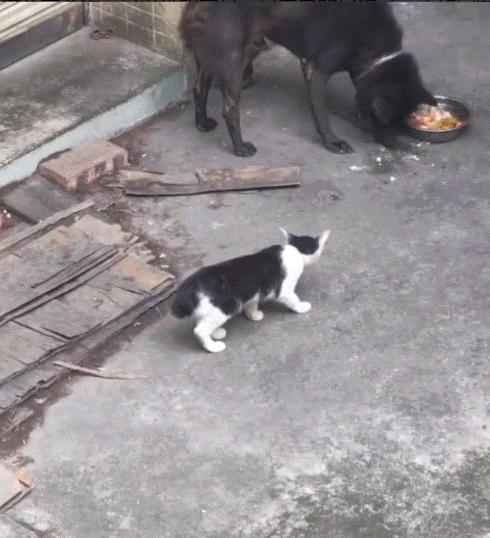 路边，一只狗正守着饭盆大快朵颐。一只断了尾巴的流浪猫壮着胆子凑了上来。按照常理，
