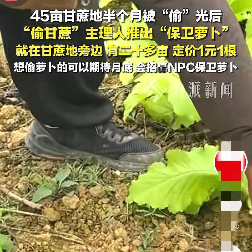 甘蔗偷完了下一步是保卫萝卜近两天，火爆全网的偷甘蔗主理人告诉记者，甘蔗地旁边