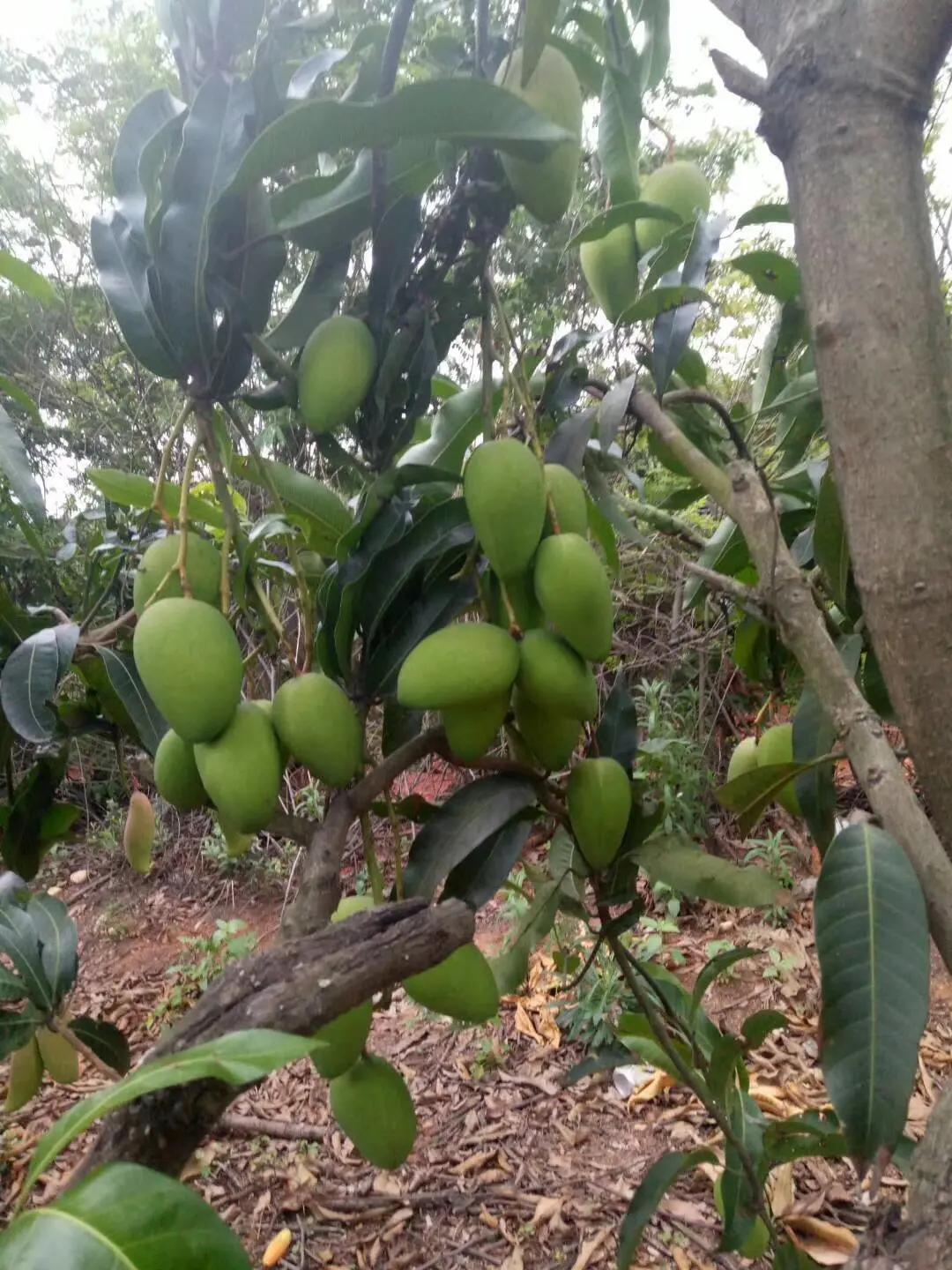 非常遗憾地听到两广的网友说，今年龙眼、荔枝树光抽新芽，不开花。有说去年是大年