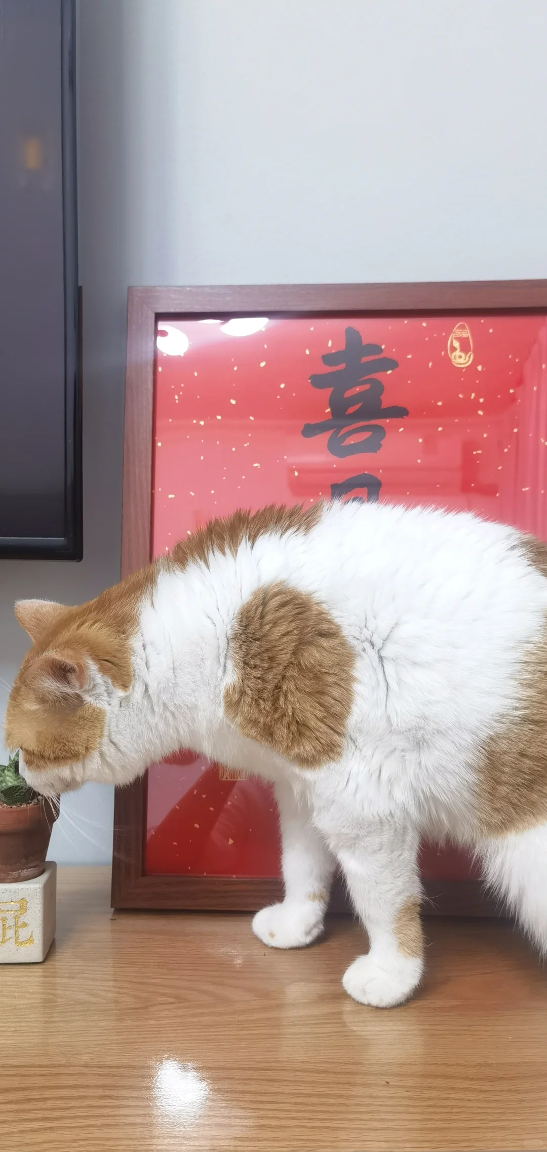 小猫咪的夜晚