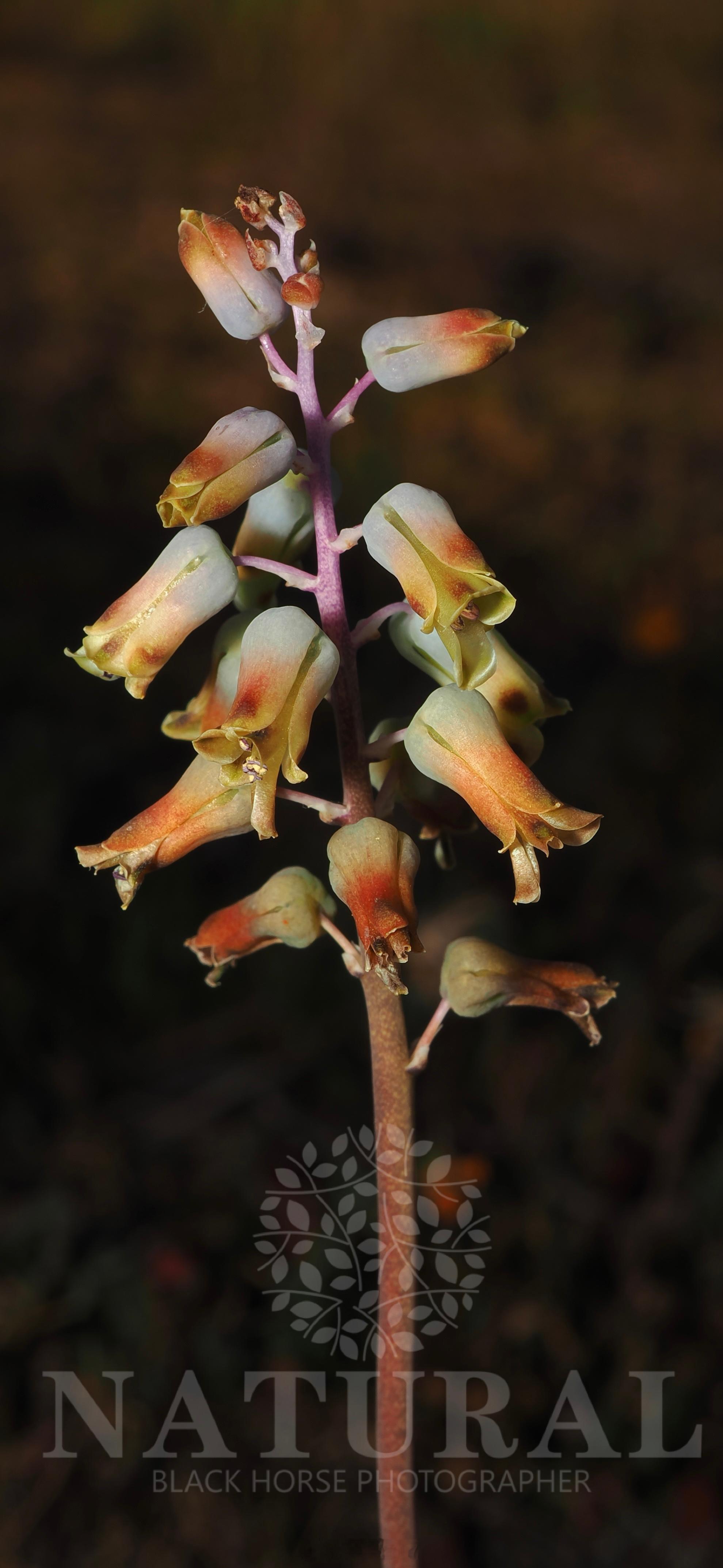 看花​​​