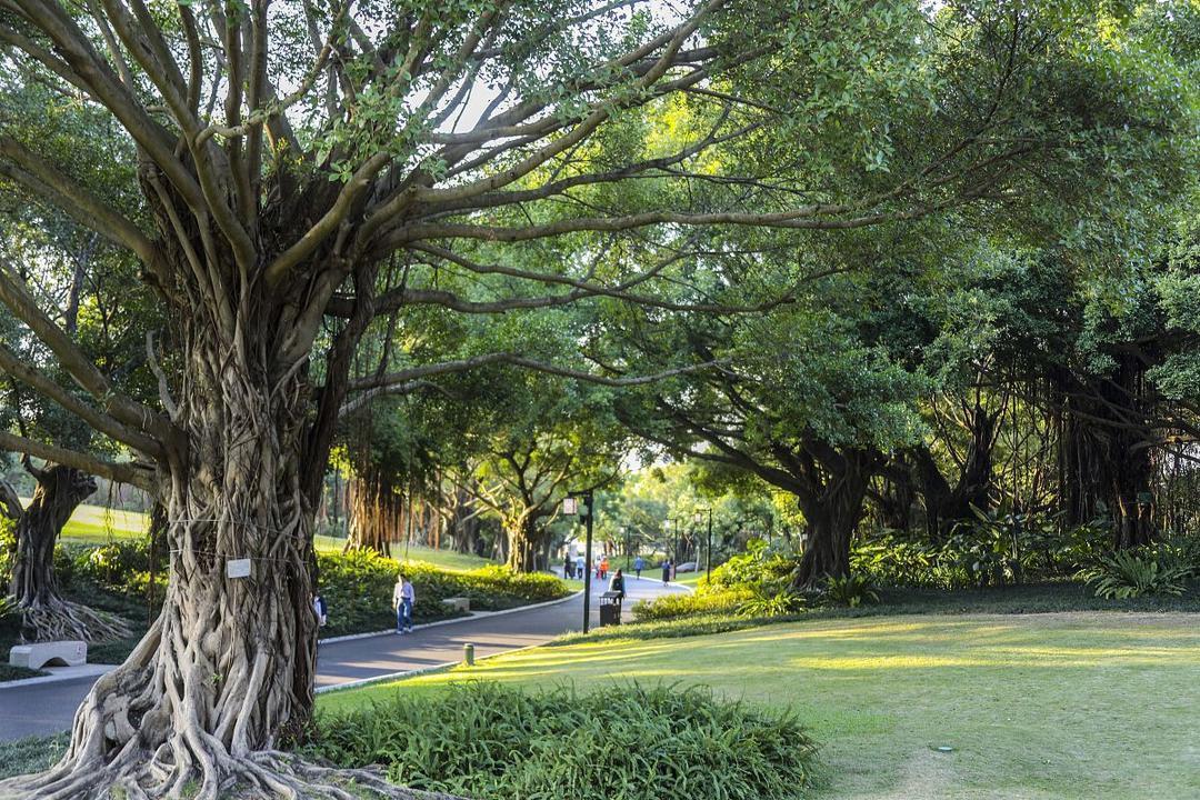 南宁真是个很舒服的城市。来之前对南宁没太多想象，以为就是华南一个普通省会。待了