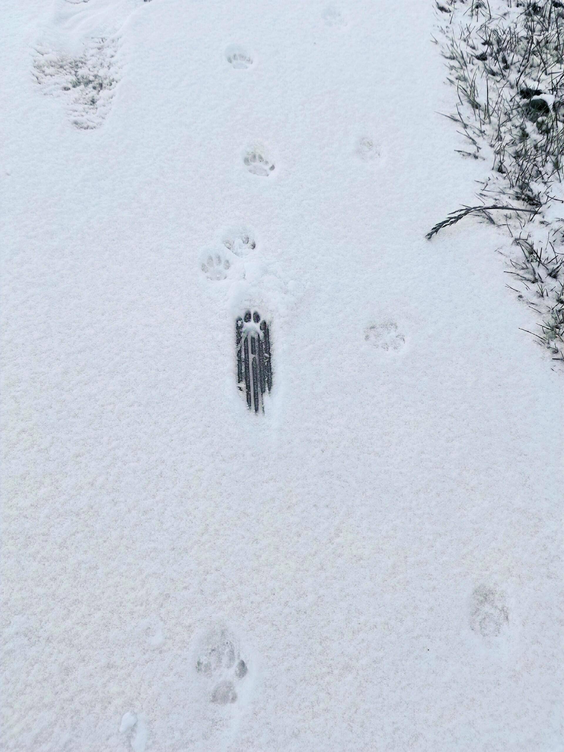 小猫你脚滑了吗