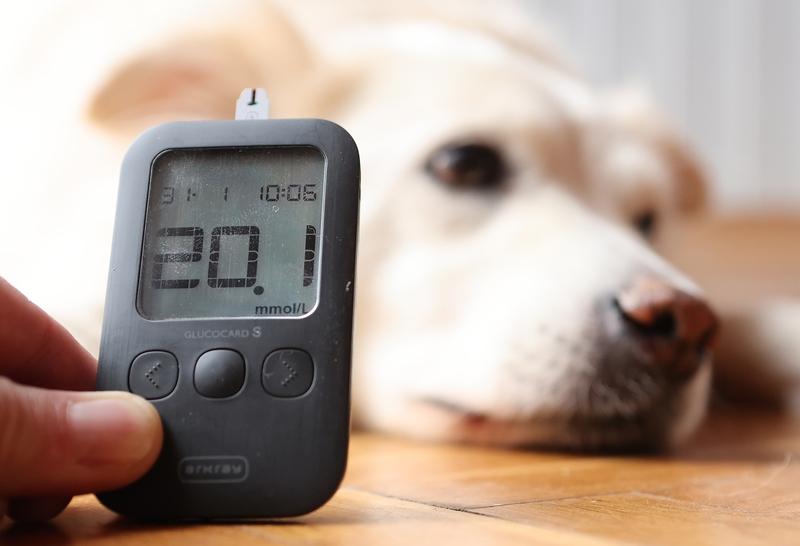 高血糖真的会导致四肢无力。当血糖升高，身体没办法正常利用葡萄糖来供能，就只能分解