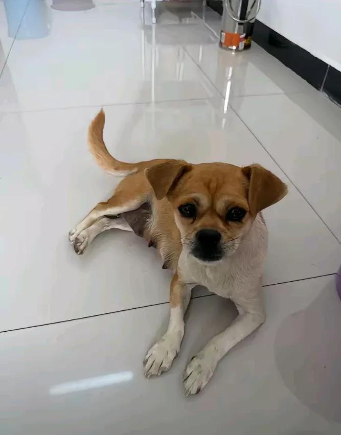 零下冻僵仍摇尾！新疆流浪狗濒死遇暖，一个举动救了它？那是冬天，很冷，新疆那边的