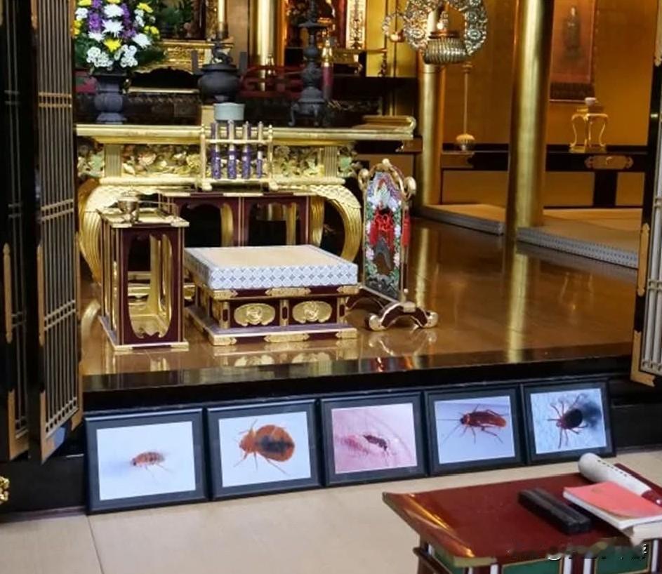 日本研究员神情庄重祭拜亡虫，杀虫剂厂一年一度超度实验蟑螂！据多家外媒综合报